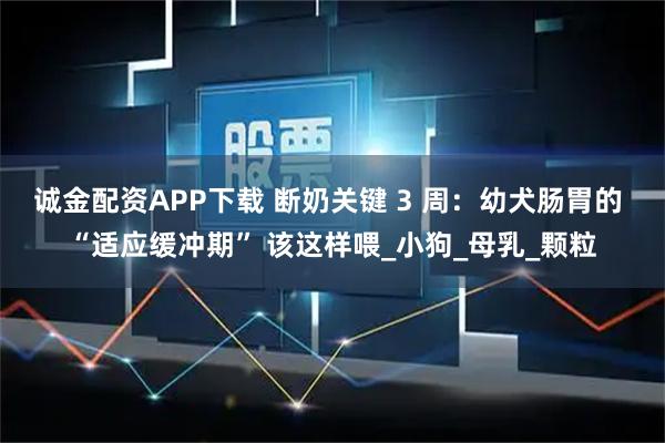 诚金配资APP下载 断奶关键 3 周：幼犬肠胃的 “适应缓冲期” 该这样喂_小狗_母乳_颗粒