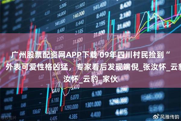 广州股票配资网APP下载 09年四川村民捡到“小猫”，外表可爱性格凶猛，专家看后发现端倪_张汝怀_云豹_家伙