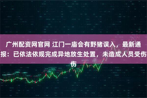 广州配资网官网 江门一庙会有野猪误入，最新通报：已依法依规完成异地放生处置，未造成人员受伤